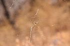 Araña en su tela