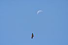 Águila y luna