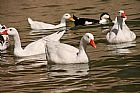 Patos en el Pantano