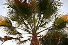 Palmera