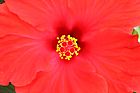 Rosa de China