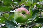 Manzana