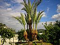 Palmera con cuatro hijos