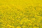 Campo amarillo