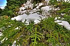 Nieve sobre Pinsapo