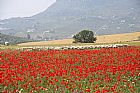 Cabras y Amapolas