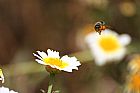 Abeja