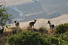 Cabras montesas