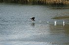 Corriendo sobre el agua