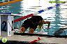 XI Campeonato de España de natacion P50 1ª Jornada
