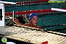 XI Campeonato de España de natacion P50 1ª Jornada