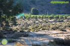 Efectos de las inundaciones en Álora