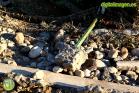 Efectos de las inundaciones en Álora