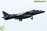 Harrier