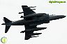 Harrier
