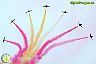 Patrulla Águila