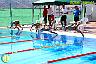 XXVI Circuito Provincial de Natación
