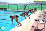 XXVI Circuito Provincial de Natación