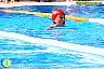 XXVI Circuito Provincial de Natación