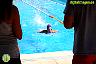 XXVI Circuito Provincial de Natación
