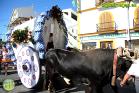 Romería Virgen de Flores 2014 en Álora