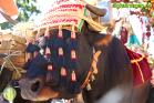Romería Virgen de Flores 2014 en Álora