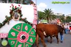 Romería Virgen de Flores de Álora 2016