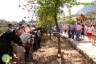 Romería Virgen de Flores de Álora 2016