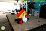 Verbena Virgen de la Cabeza en la Estación de Álora